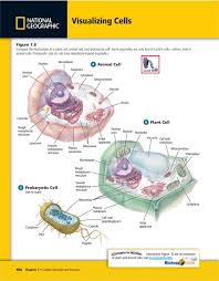 The lysosome is the digestive center of a cell that produces many different types of enzymes which are able to break down food particles and. Cellular Structure And Function Pdf Free Download