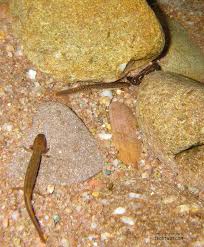 Image result for Alafia caudata