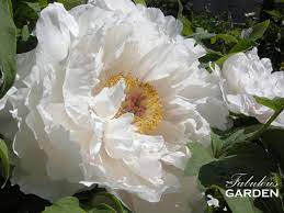 So just make sure you plant at the same depth and you should be fine. Tree Peonies How Do You Prune Them The Fabulous Garden
