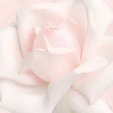 Maybe you would like to learn more about one of these? Follow Your Dreams Princess They Know The Way Pinterest Princess Anna Louise Beautiful Flowers Pink Aesthetic Flowers Photography