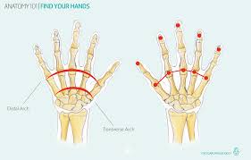 Image result for Hand Anatomy