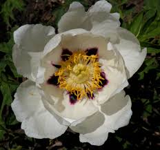 We did not find results for: Growing Peonies From Seed Cricket Hill Garden