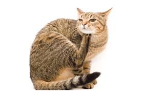Try these remedies then pick one that you can use to keep your pet and. Home Remedies For Cats With Fleas Howstuffworks