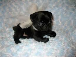Pugs Of The Day On Twitter Baby Pugs Cute Baby Pugs Cute Baby Animals