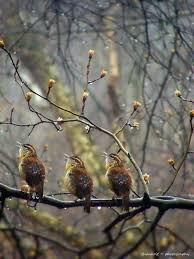 Birds Chirping In The Morning Meme Pin De Vintage Mama Constance Summei Em Zwa 3 Aves Belas Passaros Passaros Coloridos