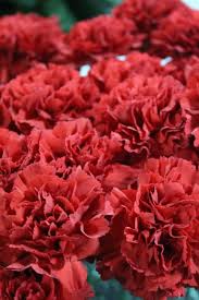 Pin On Claveles Rojos