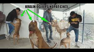 Amerikan Buully Saldirisi Kralin Oglu Piskopat Cikti Youtube