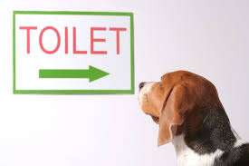 See full list on puppyintraining.com Private Potty Training Class Rockin Dawgs Positive Dog Training