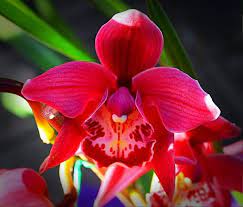 Indonesia has at least 5. Orchids Tropical Rainforest Flowers Rainforest Flowers Red Orchids Orchids