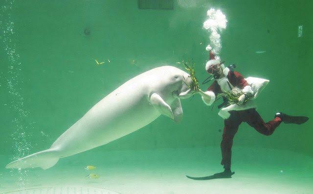 ジュゴン「セレナ」に大好物のプレゼント 鳥羽水族館、イブに水中サンタ：中日新聞Web