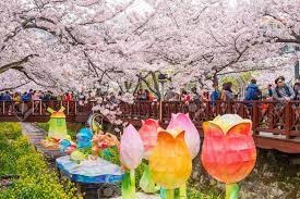 Karena di indonesia juga ada taman sakura yang terletak di kebun raya cibodas. Tak Hanya Jepang Kamu Juga Bisa Menikmati Bunga Sakura Di Korea Selatan Okezone Travel