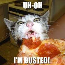 Pizza Cat Funny Cat Pictures Cats Pizza Cat