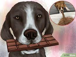 If your dog swallows the wrong thing it can if your dog swallows the wrong thing it can poison him, resulting in a wide range of problems depending on what he has eaten and how much of. 3 Ways To Help A Dog That May Have Been Poisoned Wikihow Pet