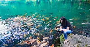 Tiket masuk talaga herang majalengka 2021 : 5 Wisata Alam Majalengka Eksotis Nomor 2 Bisa Lihat Ikan Warna Warni Di Telaga