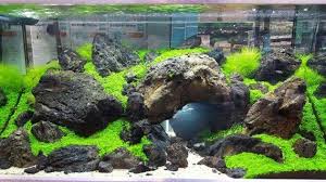 Pin By Cumhur Sert On Aqua Art Aquarium Landscape Planted Aquarium Aquascape