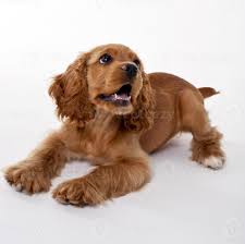 I've worked hard, and i'm ready for my forever home. Cute Red Cocker Spanier Puppy On White Background 1387472 Stock Photo At Vecteezy