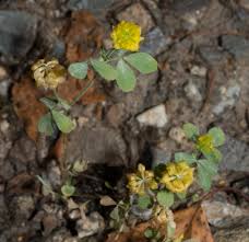 Image result for Trifolium campestre