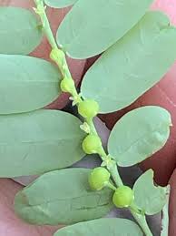 Image result for Phyllanthus gossweileri