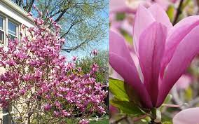 A Member Of The Little Girl Group Of Spring Blooming Hybrid Magnolias The Jane Magnolia Is A Slow Growing V Jane Magnolia Flowering Trees Jane Magnolia Tree