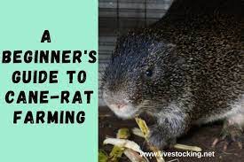A Beginner S Guide To Grasscutter Farming Plus Free Ebook