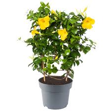 Image result for dipladenie žlutá obrázek