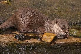 Asian Small Clawed Otter 1 Otters Sea Otter Otter Love