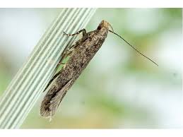 Image result for Bryotropha senectella