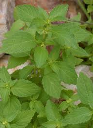 Image result for Acalypha ambigua