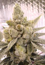 Gorilla glue scored first place in the la and michigan 2014 cannabis cups, and. Gorilla Glue 4 Clones For Sale Cloud City Clones