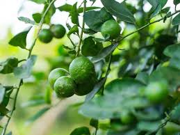 Give it direct sunlight, frequent watering kaffir lime is also known as kieffer lime, thai lime, makrut and wild lime in its native southeast asia. Lime Tree Diaco S Garden Nursery And Garden Centre