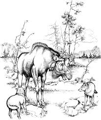 37+ desert habitat coloring pages for printing and coloring. Animal Habitat Colouring Pages Coloring And Drawing