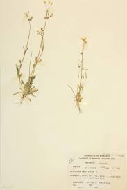 Image result for Caryophyllaceae