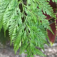 Image result for Davalliaceae