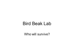 By searching the title, publisher, or authors of guide you truly want, you can discover them rapidly. Natural Selection Lab Bird Beak Adaptation Ppt Video Online Download