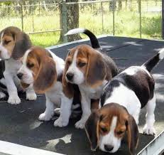 Beagle Owners