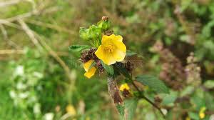 Image result for Abutilon grandiflorum