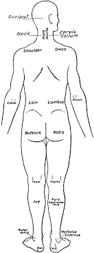 Jun 19, 2021 · in this human body drawing tutorial, you'll learn basic human body outline drawing techniques. Back View Of The Parts Of The Human Body Labeled In English And Latin Clipart Etc