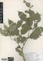 Image result for Cassipourea fanshawei