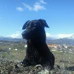 Ver animales, gatos, perros, paseos, servicio de peluquería obtener las 5 mejores ofertas Las 10 Mejores Peluquerias Caninas En Tetuan Cuatro Caminos Madrid Cronoshare