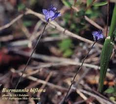 Image result for Burmannia