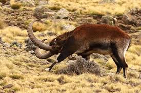 The Walia Ibex Is A Species Of Ibex That Is Endangered It Is Sometimes Considered A Subspecies Of The Alpine Ibex Threats Against The Species Include Ha Cabras