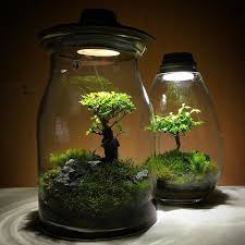 Instagram Photo By Moss Light Led Jul 11 2016 At 9 00pm Utc Mini Garden Garden Terrarium Terrarium Plants