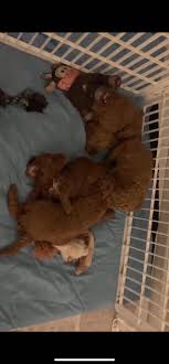 Adopt your mini goldendoodle puppy today! F1b Mini Goldendoodle Puppies 1600 English Teddybear Mini Golden Doodle Puppies Facebook