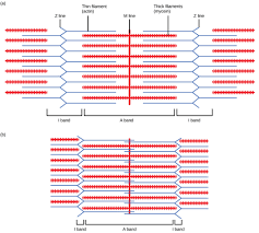 Sliding Filament Model Of Contraction Biology For Majors Ii