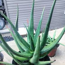 Image result for Aloe cryptopoda