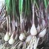 More images for resep dari/bahan/lokio » 1