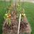 Straw Bale Fence