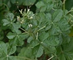 Image result for Cleome gynandra