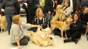 Check spelling or type a new query. Charity Flies Stray Golden Retrievers From Turkey To Canada To Find Them Homes Abc News