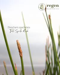 Image result for Eleocharis acutangula